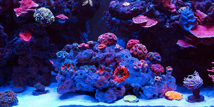 Osmosewasser für Aquaristik