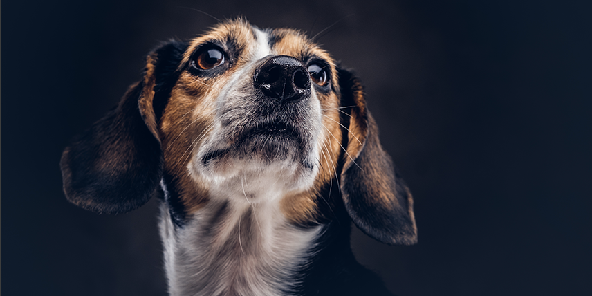 Osmosewasser für Tiere