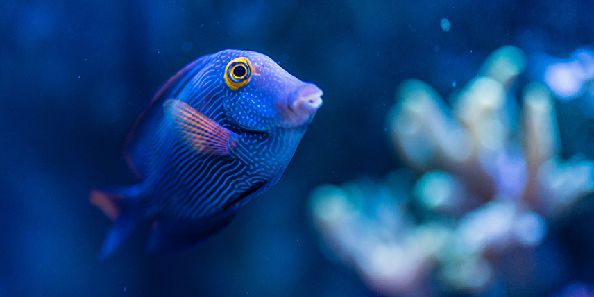 Osmosewasser für Fische