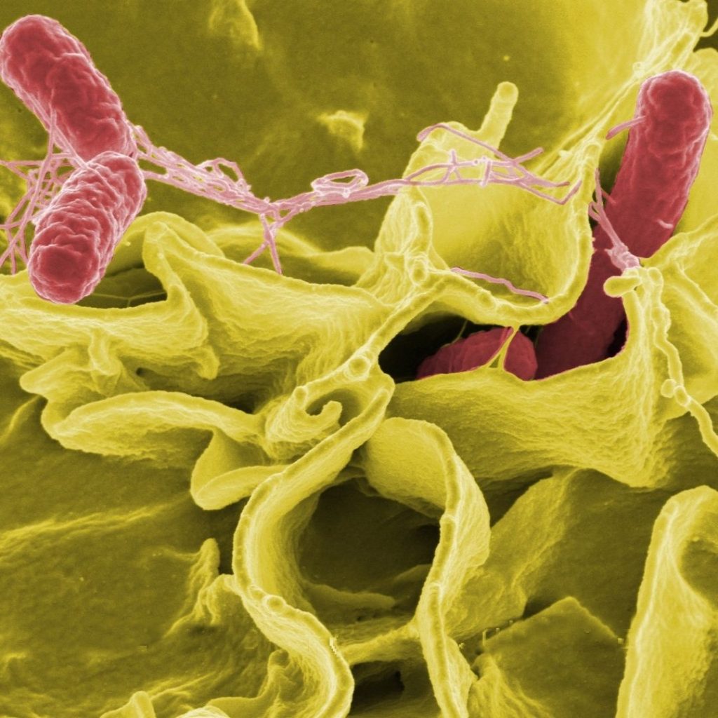 coliforme bakterien